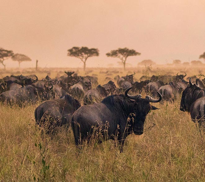 Great-migration
